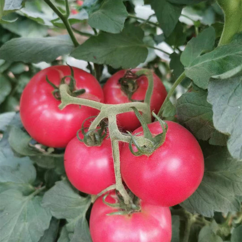 Pink tomato samen für aussaat in home gardens