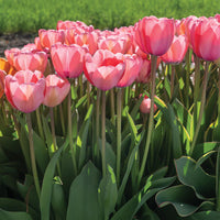 Close-up of pale rosa tulip blume petals