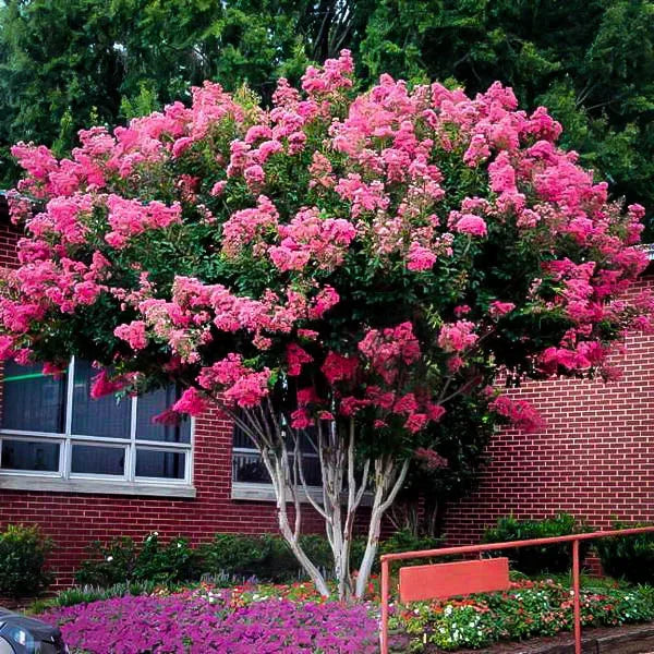 Rosa Crape Myrtle Blumensamen zur Aussaat kompakt Wuchs Traditionssorte & ohne Gentechnik Samen Hausgarten