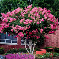 Rosa Crape Myrtle Blumensamen zur Aussaat kompakt Wuchs Traditionssorte & ohne Gentechnik Samen Hausgarten