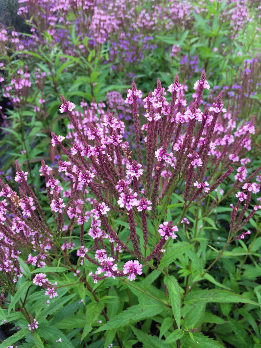 Pink Vervain Pflanze with vibrant pink Blume spikes