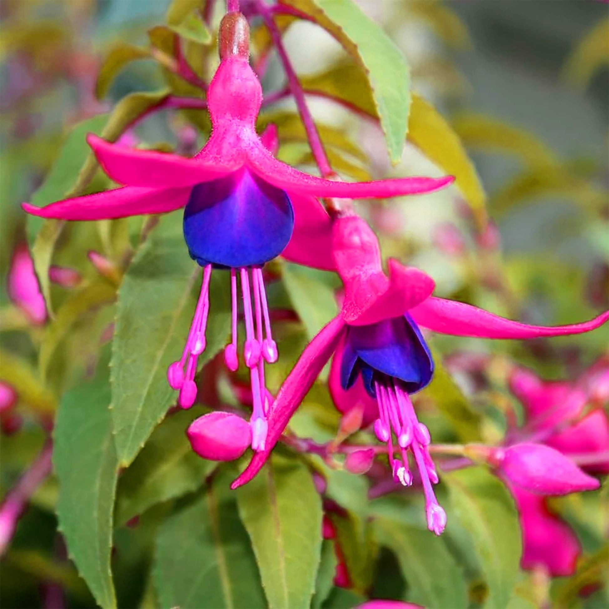 Rosa violet fuchsia blume samen for vibrant garten anpflanzung