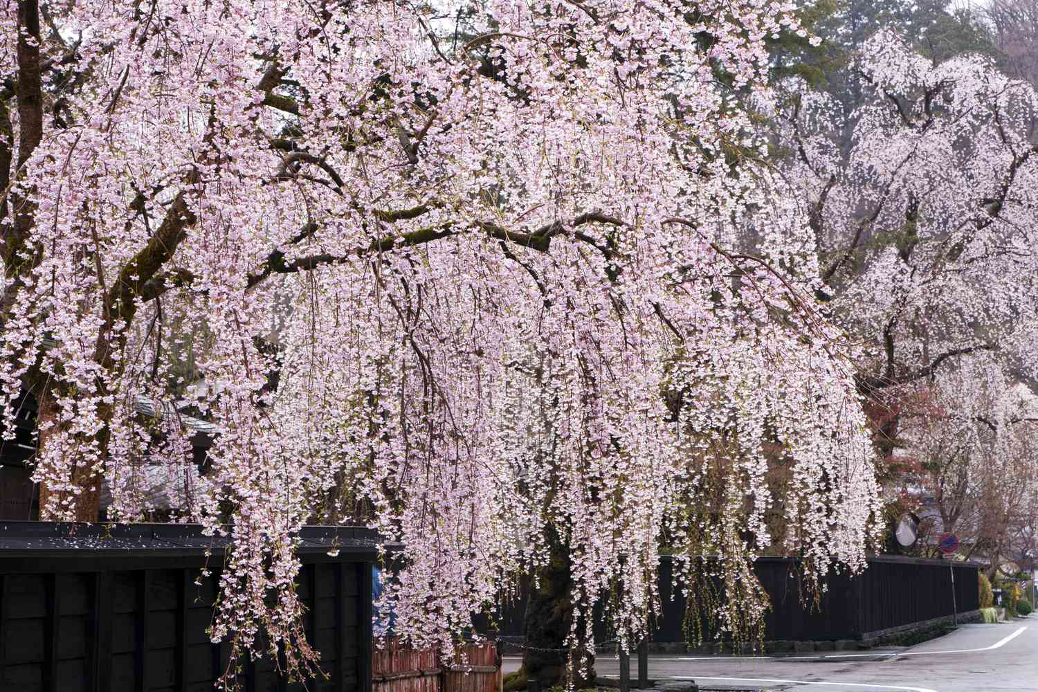Rosa weeping cherry blooms – non-gmo ornamental tree samen