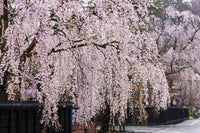 Rosa weeping cherry blooms – non-gmo ornamental tree samen