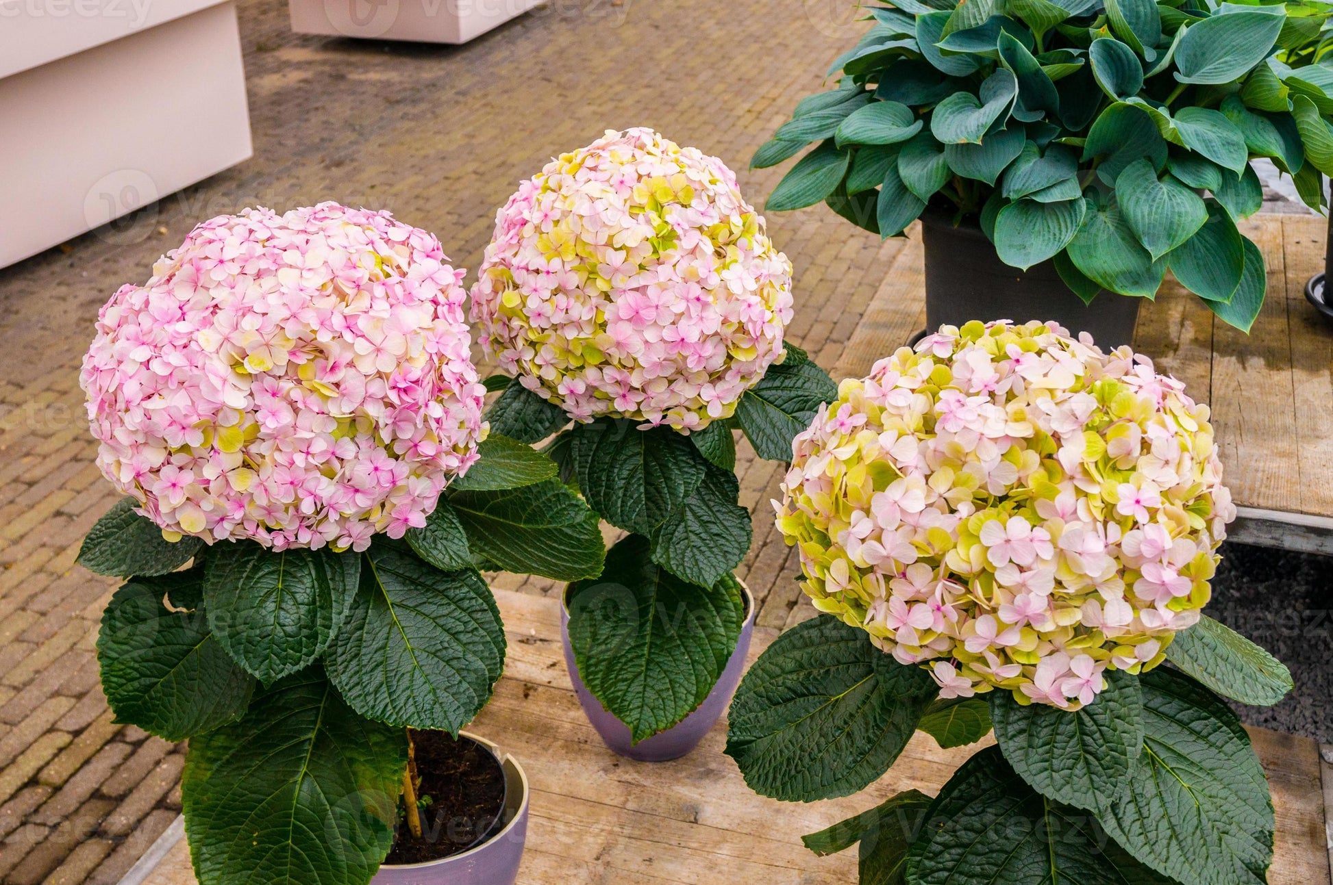 Thick Gelb Hortensie Blumensamen zur Aussaat hochwertige Qualitäts- Traditionssorte & ohne Gentechnik Samen Hausgarten