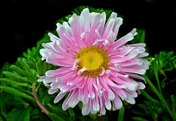 Rosa & weiß aster samen for anpflanzung