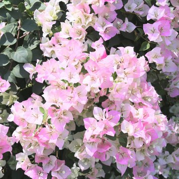 Rosa and weiß bougainvillea samen for anpflanzung