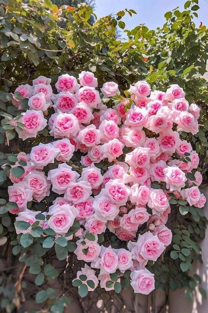 Rosa and weiß climbing rose samen for anpflanzung