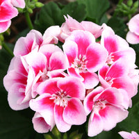 Rosa and weiß geranium blumen blooming in a garten