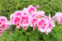 Rosa and weiß geranium samen for anpflanzung