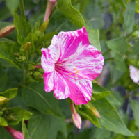 Rosa & weiß mirabilis blume samen for anpflanzung