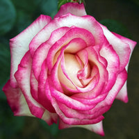 Weiß Rosa Rose Blumensamen zur Aussaat Anzucht Traditionssorte & ohne Gentechnik Samen Hausgarten