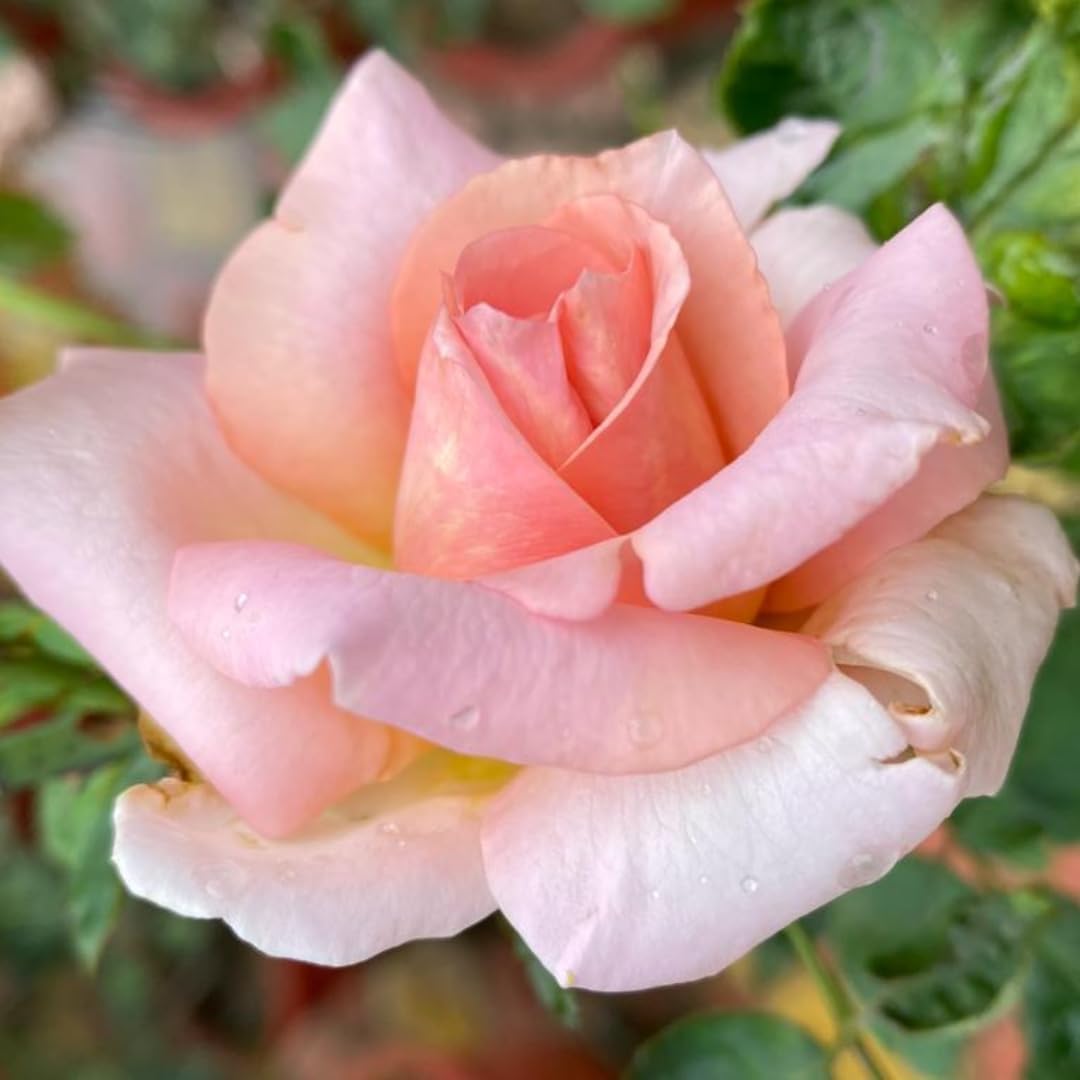 Rosa and weiß rose blume samen for decorative gardens