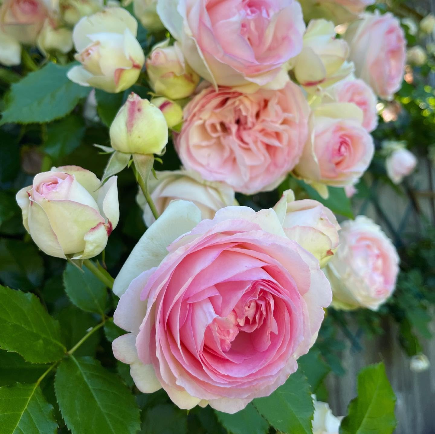 Rosa and weiß rose pflanzen in full bloom