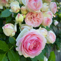 Rosa and weiß rose pflanzen in full bloom