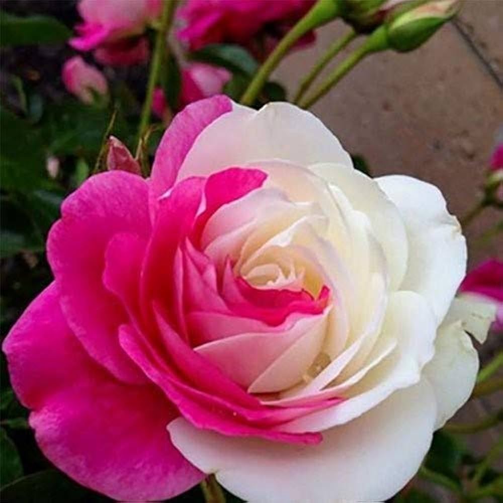 Rosa and weiß rose blume samen for anpflanzung