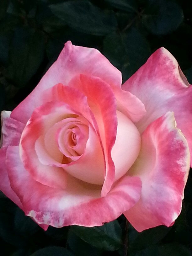 Rosa & weiß rose blume samen for garten anpflanzung