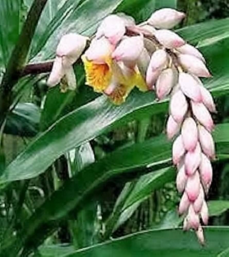 Pink and yellow shell ginger Blume Samen