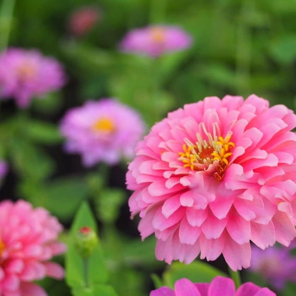 Rosa zinnia blume samen for anpflanzung