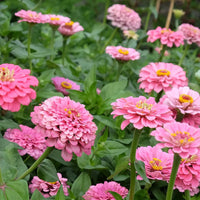 Rosa zinnia blumen blooming in garten