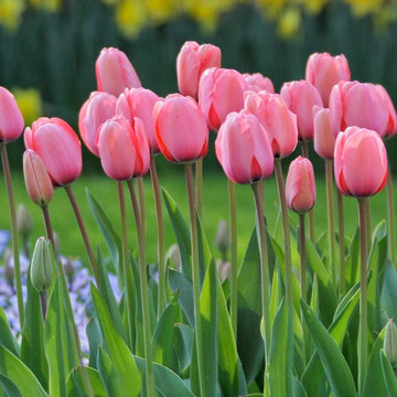 Rosa-grün-tulip-garten-samen