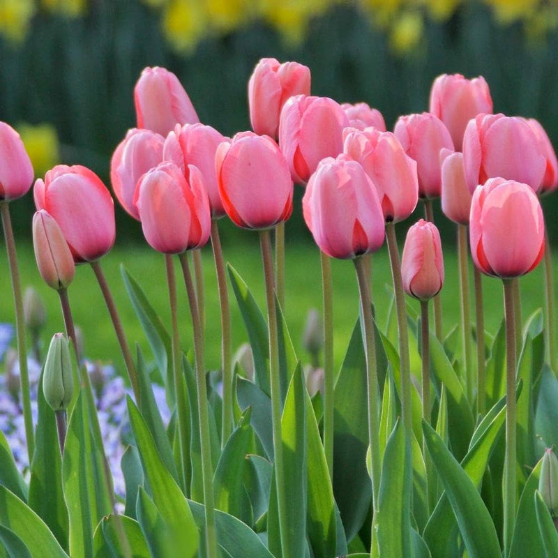 Rosa-grün-tulip-garten-samen