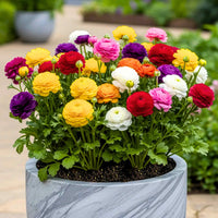 Ranunculus Blumensamen zur Aussaat lang Blüte Saison Traditionssorte & ohne Gentechnik Samen Hausgarten