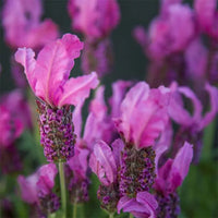 Lavendel Stoechas Blumensamen zur Aussaat – lang Blüte Saison – Traditionssorte & ohne Gentechnik Samen Hausgarten