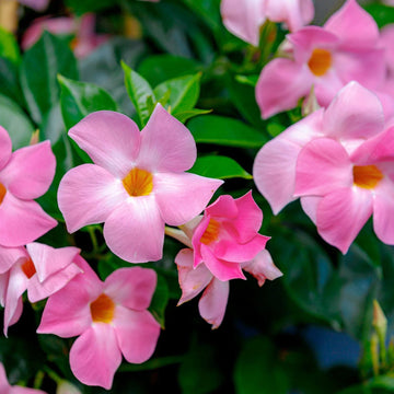hell Rosa Mandevilla Sanderi Blumensamen zur Aussaat ideal Hausgarten ohne Gentechnik Samen