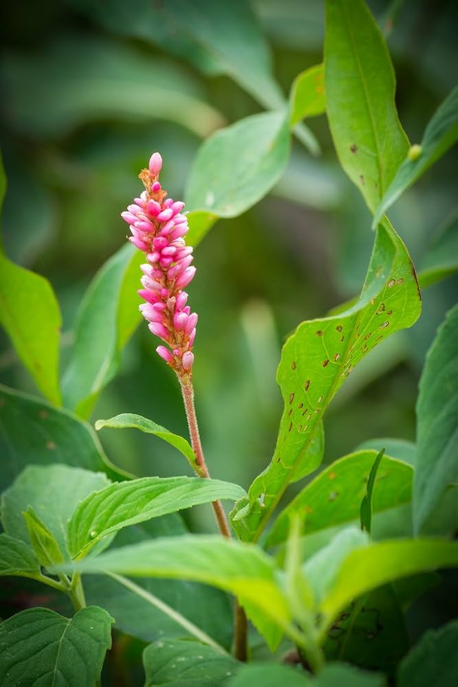 Pinkweed blooming as part of a pollinator-friendly Garten