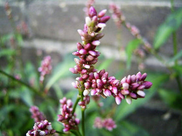 Packet of Pinkweed Smartweed Blume Kraut Samen