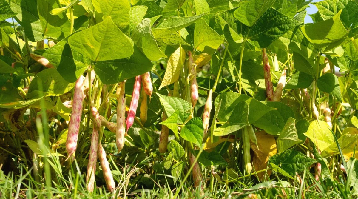 Mixed Pinto Bean Samen for Garden Planting