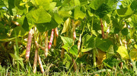 Mixed Pinto Bean Samen for Garden Planting