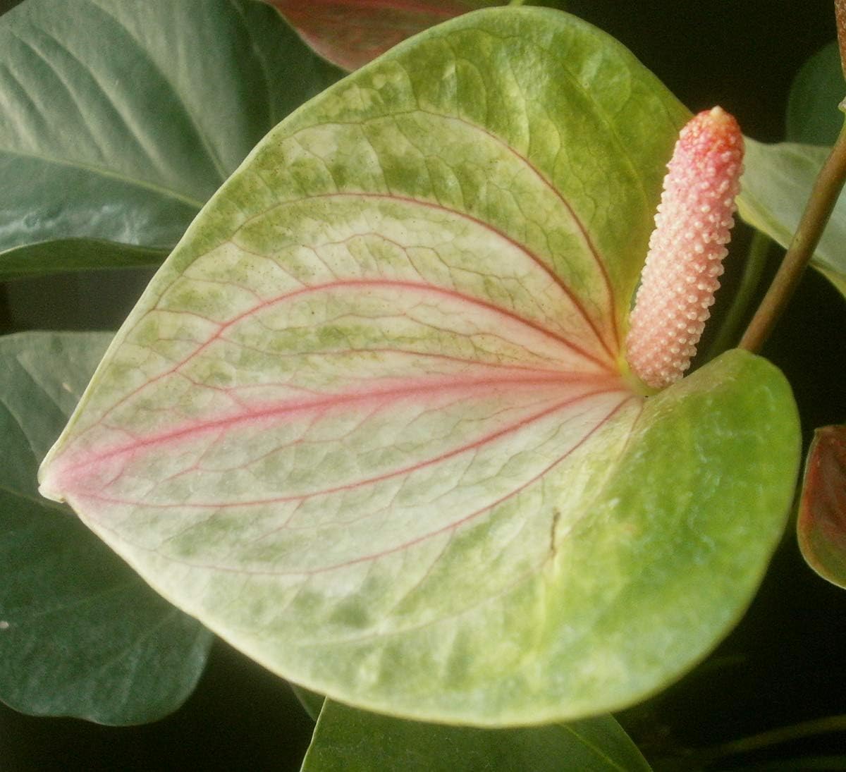 Pista grün anthurium blume samen for anpflanzung