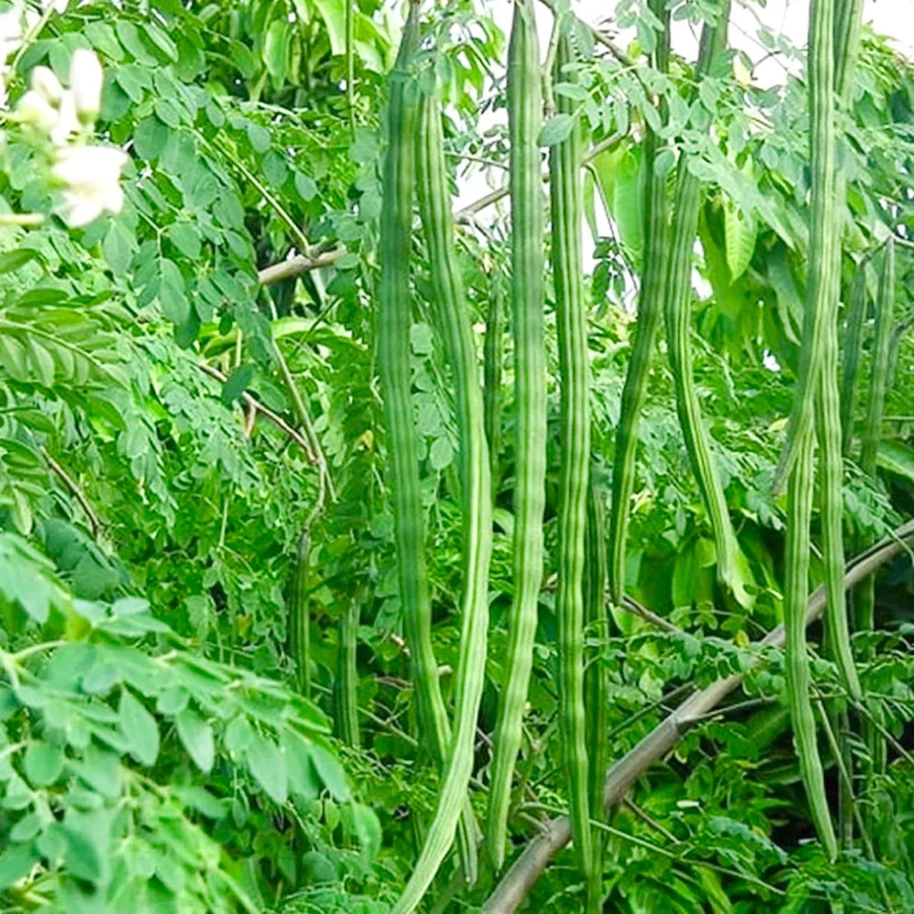 Organic Moringa Oleifera Samen zum Pflanzen