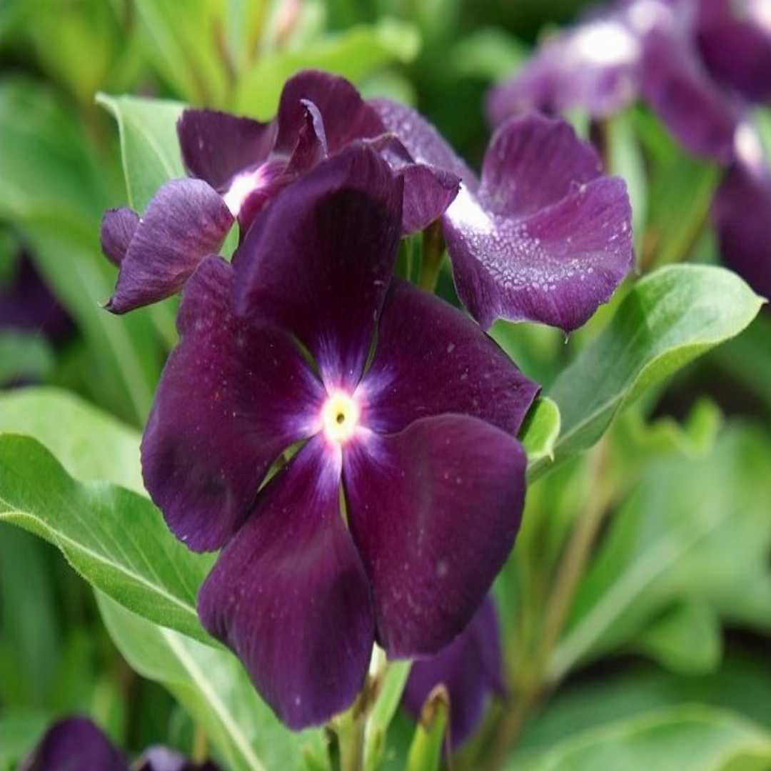 Vinca (vinca blume) samen for anpflanzung in home garten