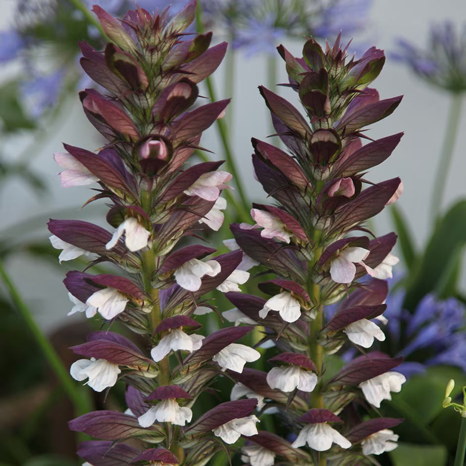 Breeches Blume Samen zur Aussaat