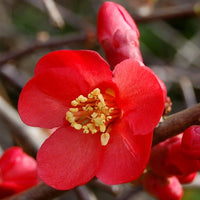 Rot Chaenomeles Blumensamen zur Aussaat – ideal Rabatten – Traditionssorte & ohne Gentechnik Samen Hausgarten