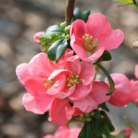 Rosa Chaenomeles Blumensamen zur Aussaat – lang Blüte Saison – Traditionssorte & ohne Gentechnik Samen Hausgarten