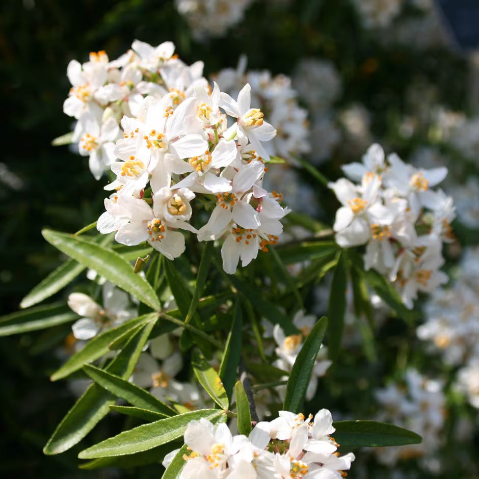 Aztec Pearl Blumensamen zur Aussaat Bestäuber freundlich Traditionssorte & ohne Gentechnik Samen Hausgarten