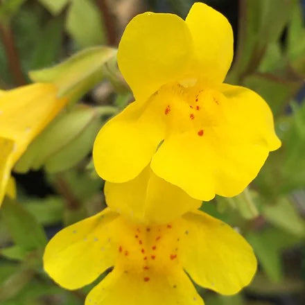 Mimulus Guttatus Blumensamen zur Aussaat Drought verträglich Traditionssorte & ohne Gentechnik Samen Hausgarten