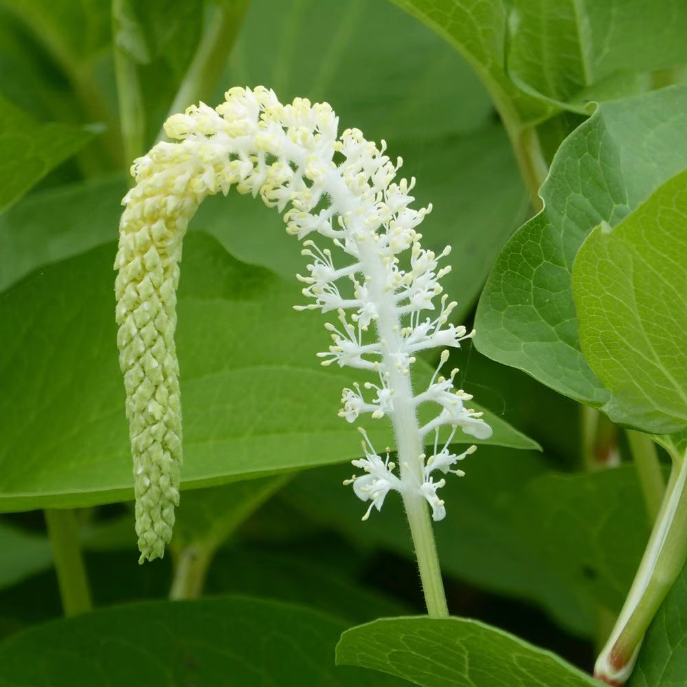 Lizard’s Tail (Saururus cernuus) Blumensamen – Traditionssorte ohne Gentechnik Sorte Hausgarten Aussaat