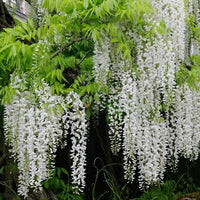Weiß Blauregen Blumensamen zur Aussaat pflegeleicht Traditionssorte & ohne Gentechnik Samen Hausgarten