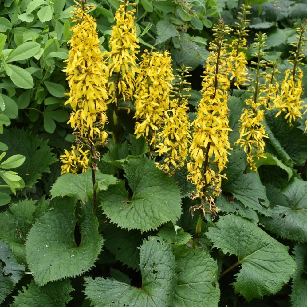 Gelb Ligularia Blumensamen zur Aussaat – leuchtend Blüten – Traditionssorte & ohne Gentechnik Samen Hausgarten