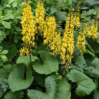 Gelb Ligularia Blumensamen zur Aussaat – leuchtend Blüten – Traditionssorte & ohne Gentechnik Samen Hausgarten