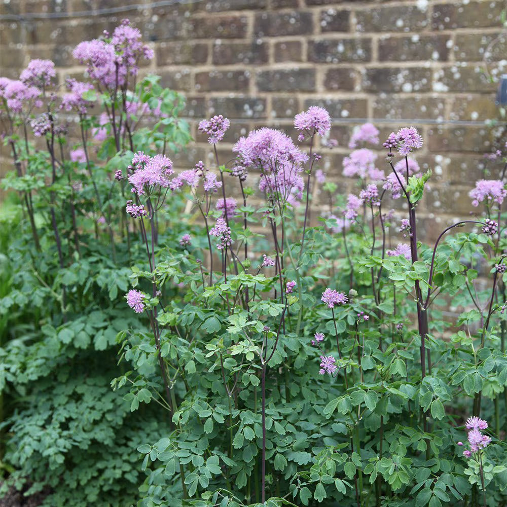 Thalictrum Blumensamen zur Aussaat hochwertige Qualitäts- Traditionssorte & ohne Gentechnik Samen Hausgarten