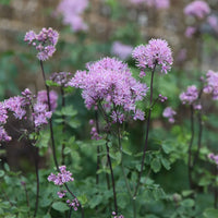 MeadowRue Blumensamen zur Aussaat kompakt Wuchs Traditionssorte & ohne Gentechnik Samen Hausgarten