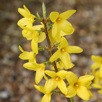 Gelb Trifoliate Forsythia Pflanzensamen Aussaat