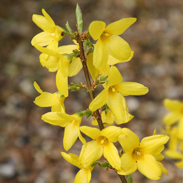 Gelb Forsythia Blumensamen zur Aussaat – saisonal Dauerblüher – Traditionssorte & ohne Gentechnik Samen Hausgarten