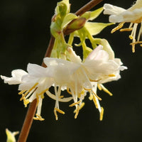 Lonicera (lonicera fragrantissima) samen for anpflanzung in home garten